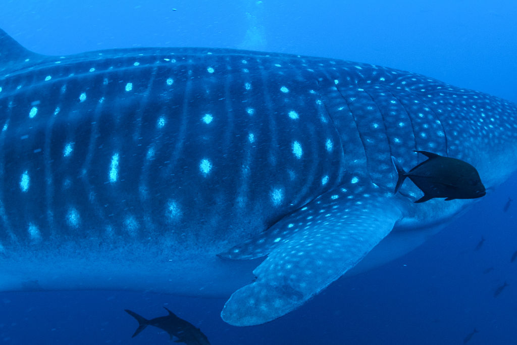 e372a6ac-18b8-4e8c-8ab6-da332cb445a3