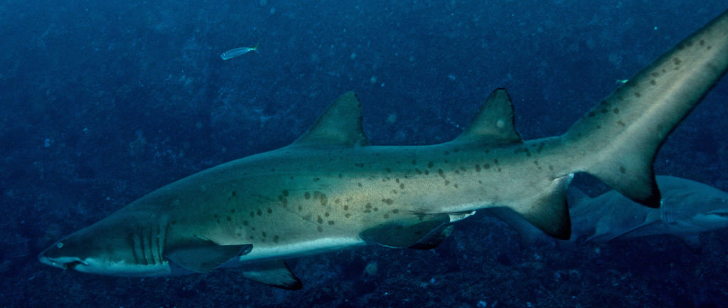 cfd6b84c-2ab6-4472-9fbd-5317162e0dd5