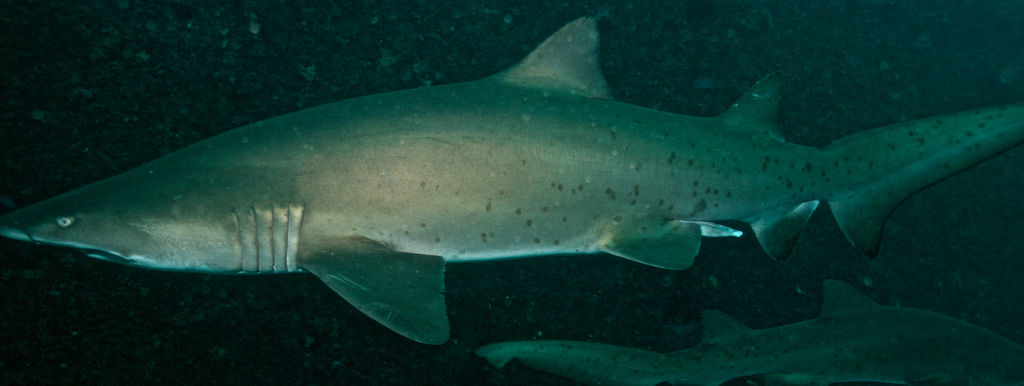 d8273d3d-cb55-4d86-a965-deb55f5b0ee1