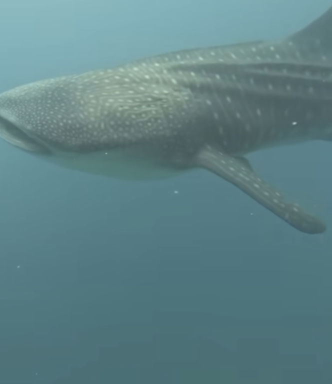 2c5af597-5ff2-401e-bec1-02e68ffdd25d