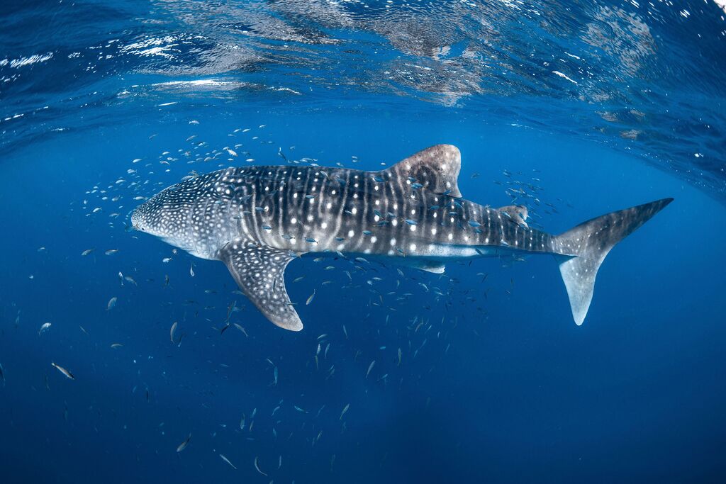 c81314e3-5a4c-4e03-8784-f6632f45249c