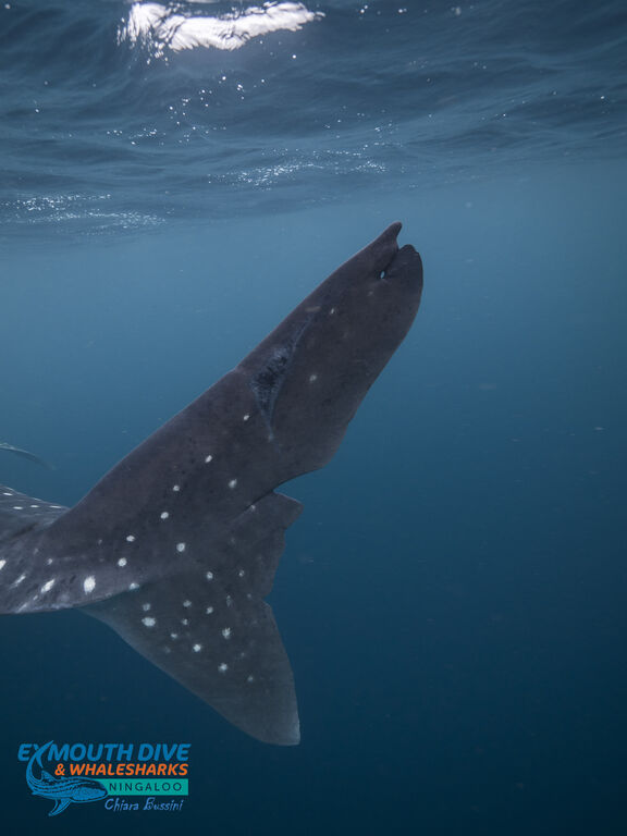 12d454f2-0dba-4976-a878-cfbe298c162f