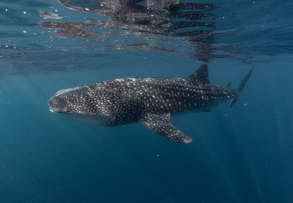 ef144677-a798-478c-93f1-1b17b831df86