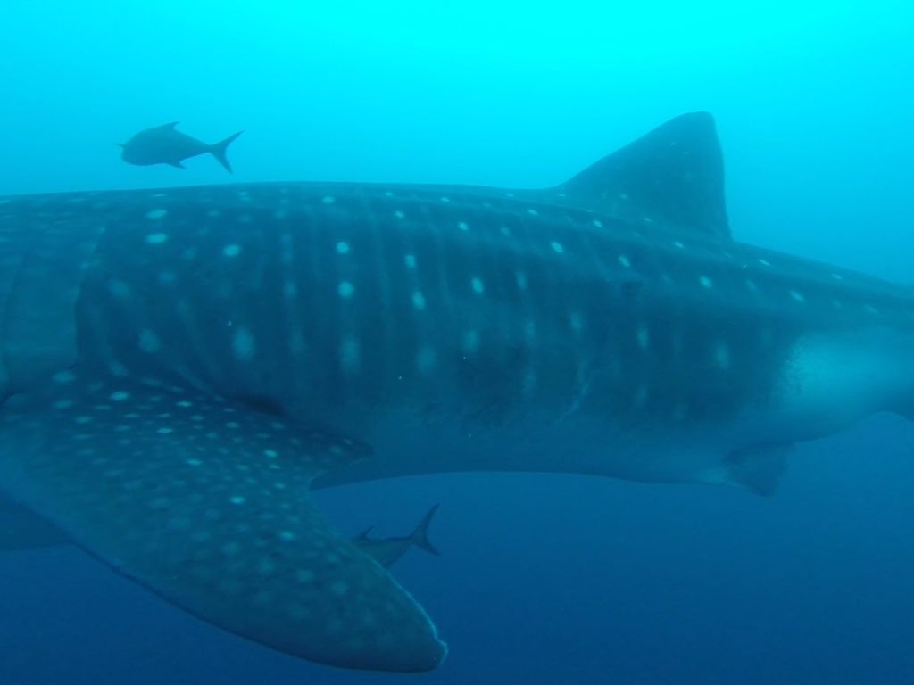 10946504-c7d8-4fa9-a760-facc8aa34885