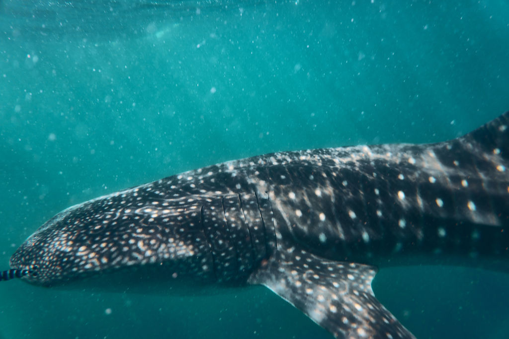 636642b4-fa0f-4a91-b2fc-2108de598870