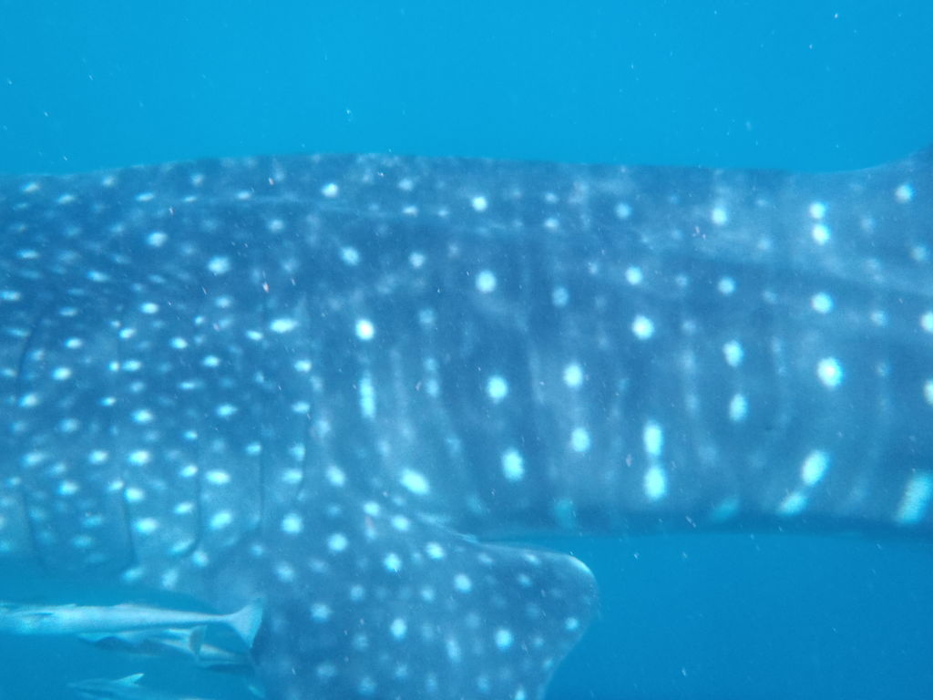 a9289891-87c0-41b5-b219-1fc6dfa3604c