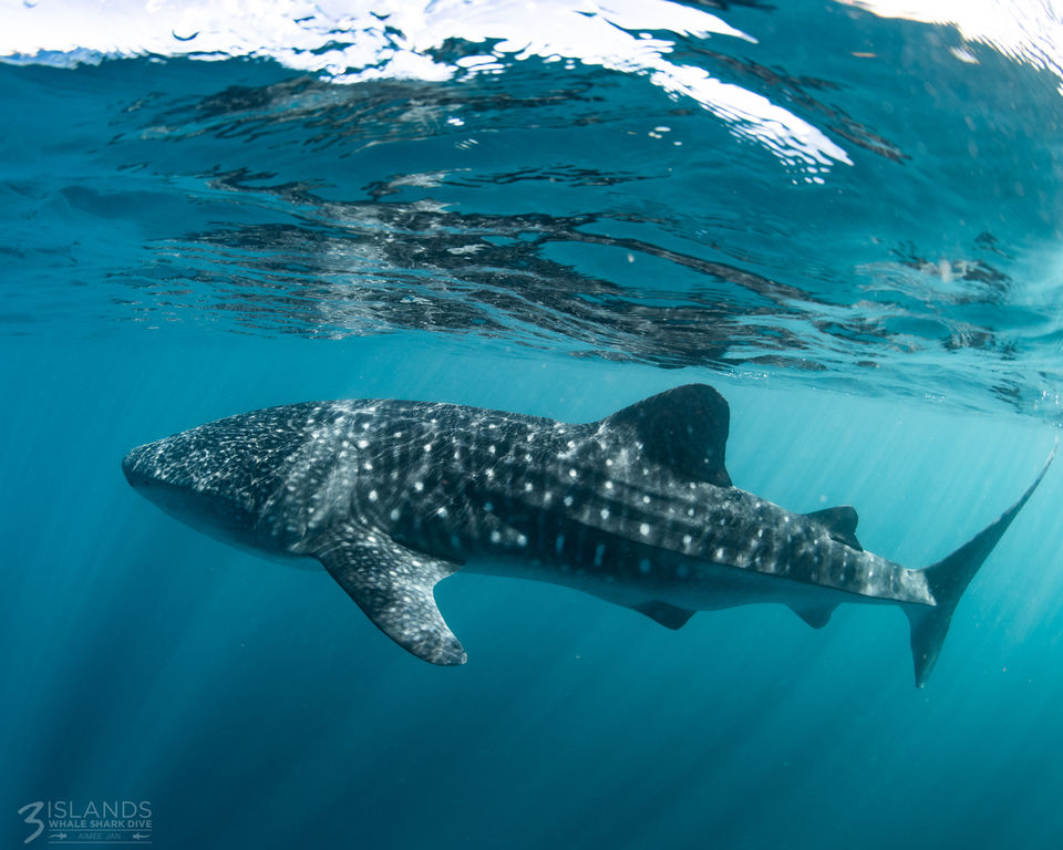 1199b6c8-f0ee-4aae-ae31-13c7b8bdb709