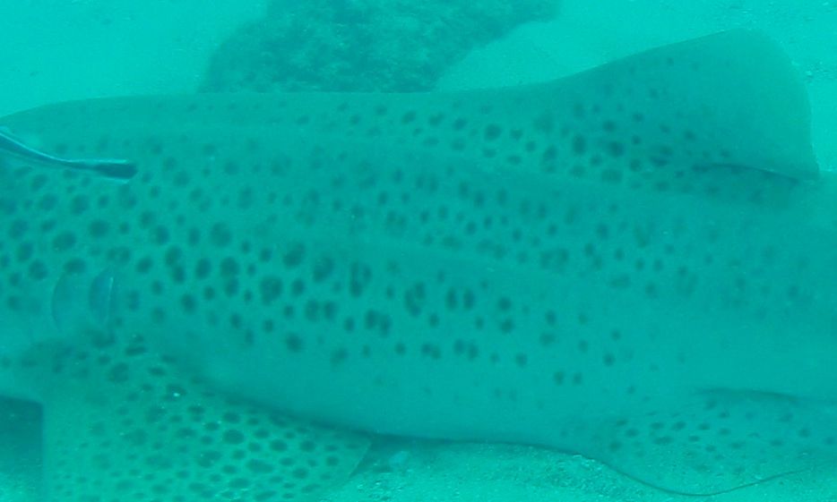 eeb3cab8-7fa5-4e65-a65f-86b4cfb1bec7