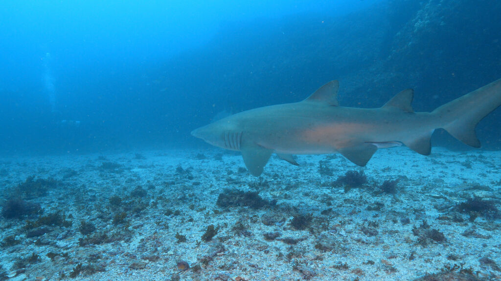 18102fec-d9a3-438f-8bb8-abdf996a38f9