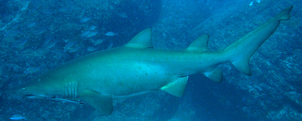 060f7091-e465-4378-80bc-5cb7d8838fb1