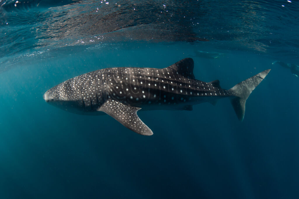 68688874-29de-4864-9534-15b0dadb2494