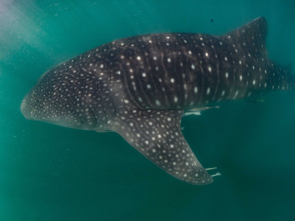 848e8536-4bde-4b25-a927-9905be4e645e