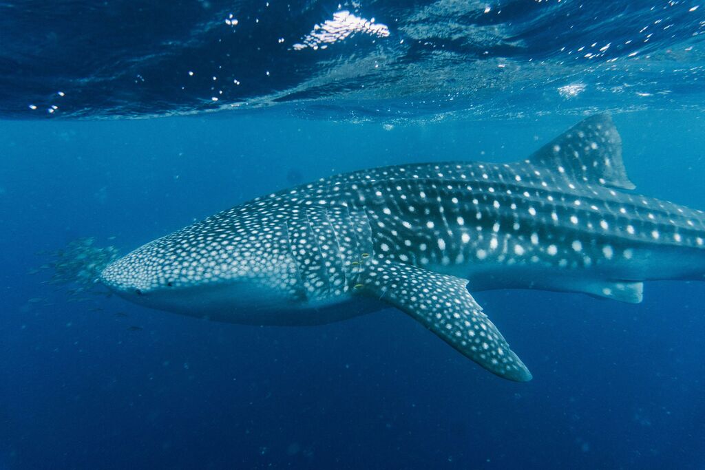 3a266a56-1f41-4026-bd8b-b61432a5f744