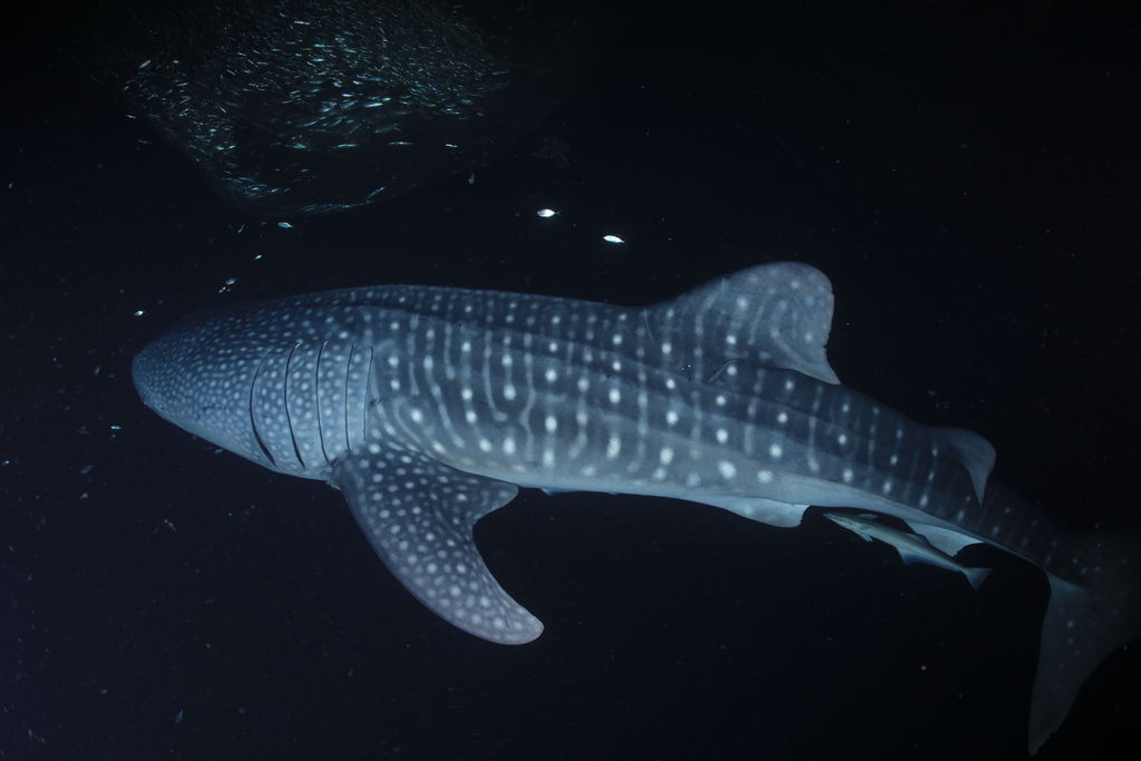 9377d493-5e42-4756-a96b-fdddda6da532