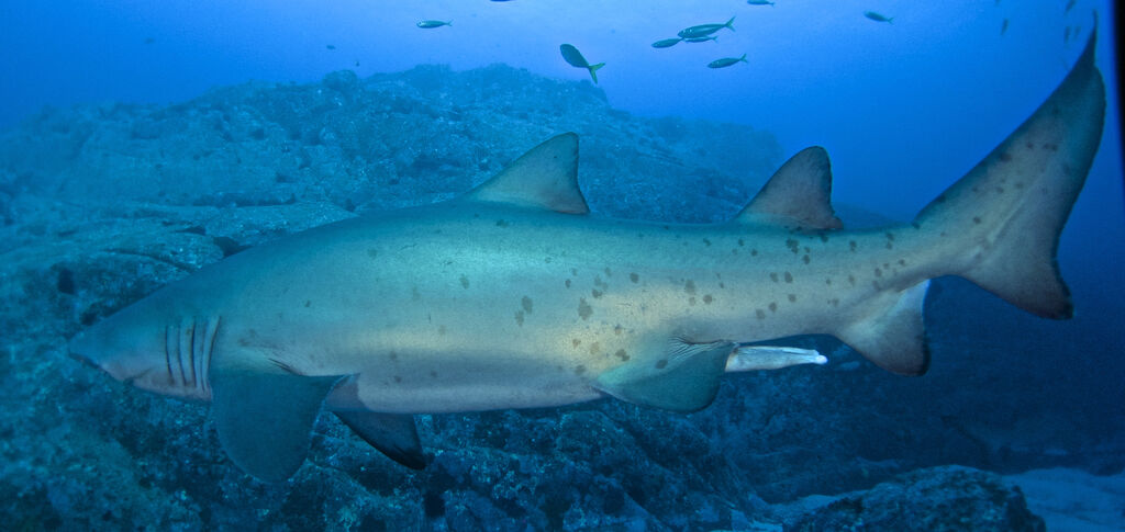 f859cab5-bc53-456a-8758-06ca4db0d885