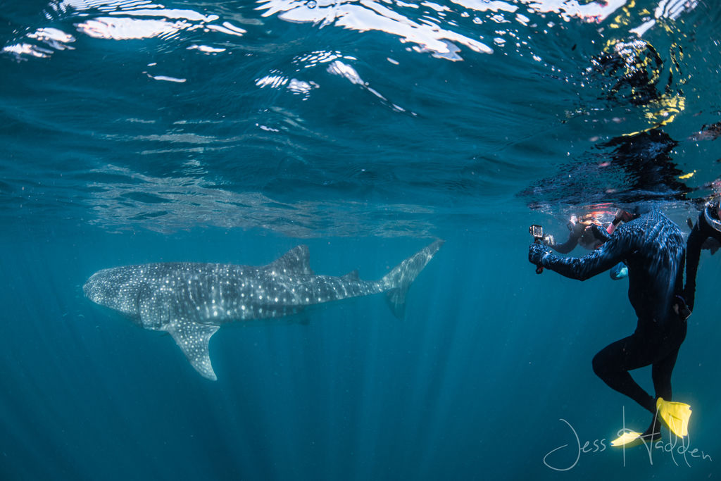 386bad3f-0fa1-4748-9ffc-c75b404a79bb