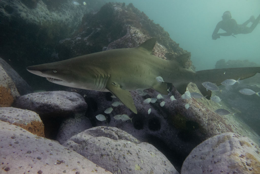 1ef8750a-d0dc-4cb1-9f42-e2041fe2d83e