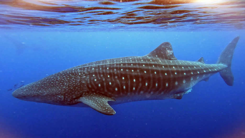 6c2098af-0e95-4738-86e7-c0f312bbc9f5