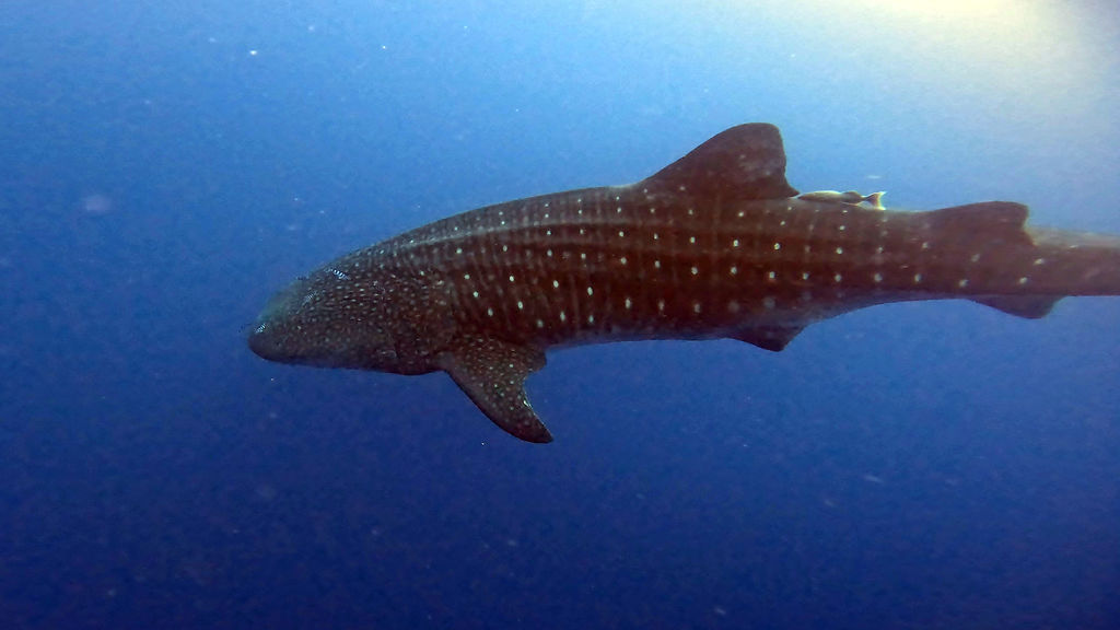 6c2098af-0e95-4738-86e7-c0f312bbc9f5