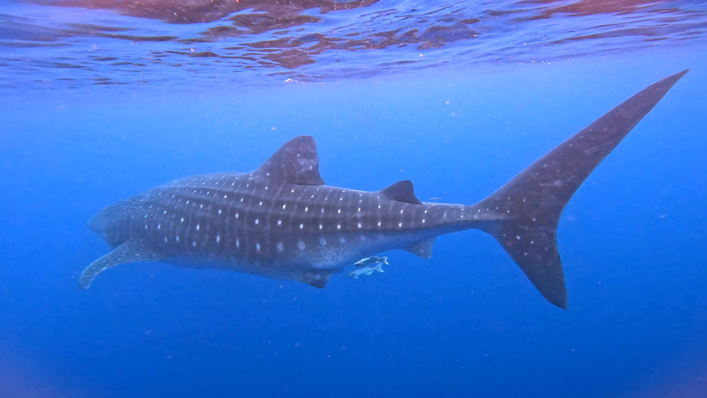 6c2098af-0e95-4738-86e7-c0f312bbc9f5