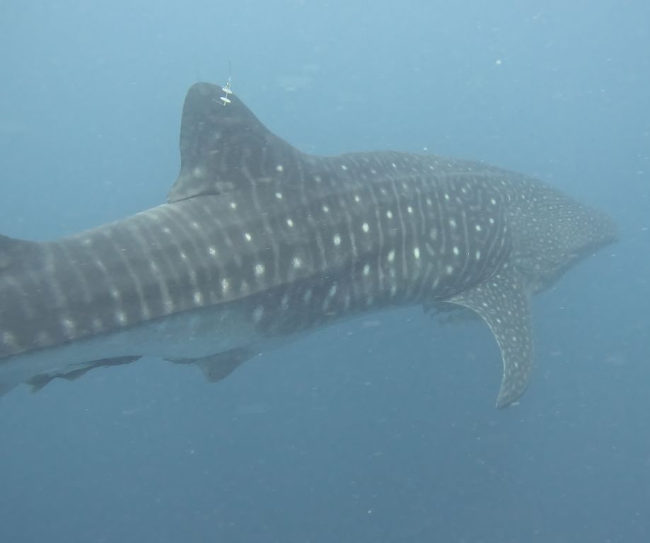 24e24c7b-23c4-429c-9e82-e3711a20eda2