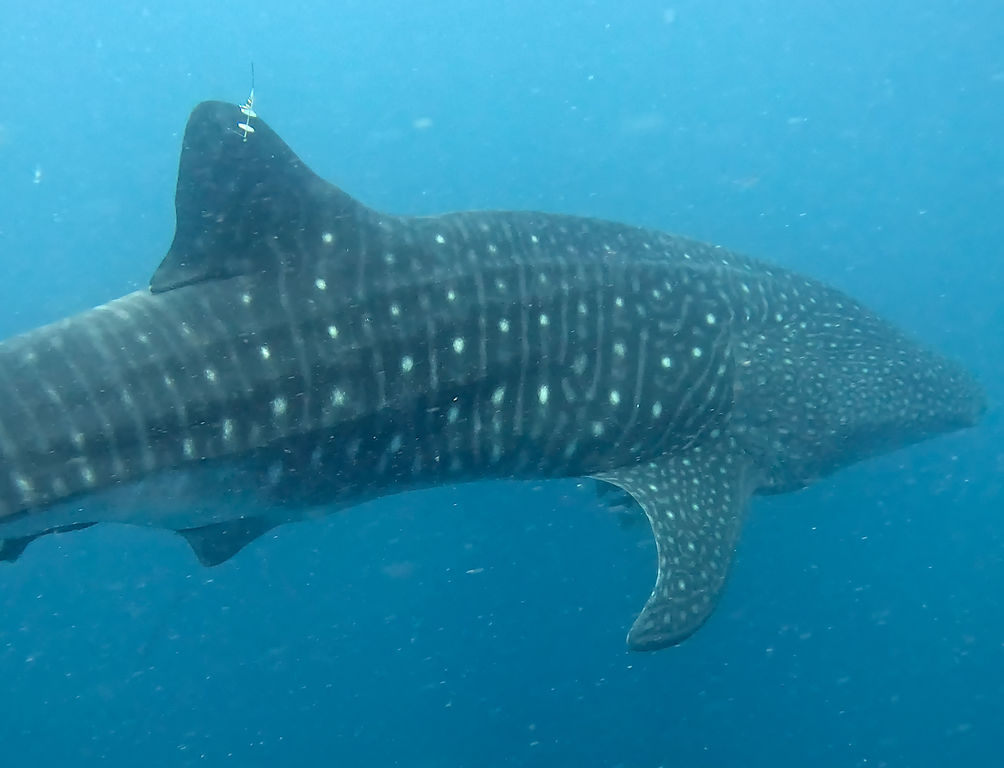 24e24c7b-23c4-429c-9e82-e3711a20eda2