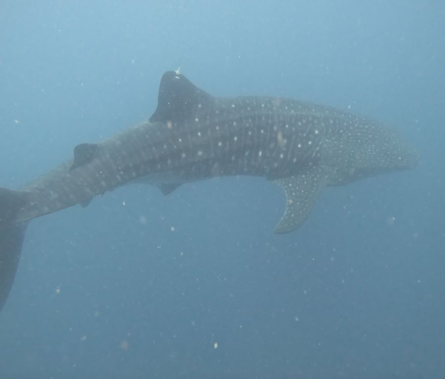 24e24c7b-23c4-429c-9e82-e3711a20eda2