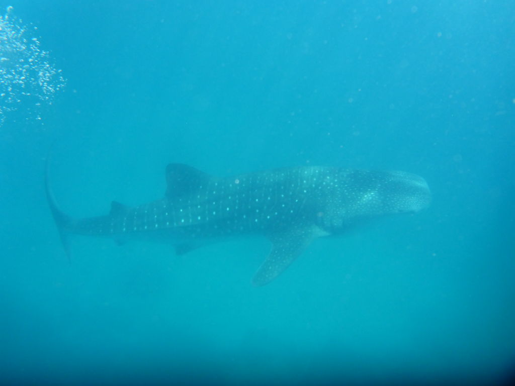 406077c8-25a9-4207-aadf-56e546024a2a