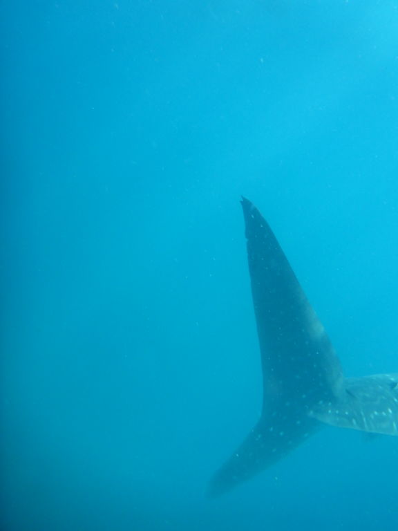 406077c8-25a9-4207-aadf-56e546024a2a