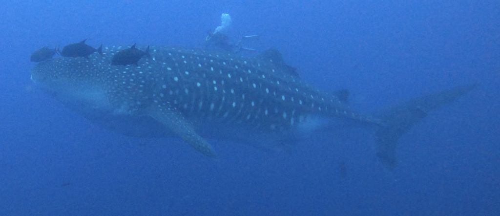 098ad736-09af-49d8-9504-49a8ab703bc9