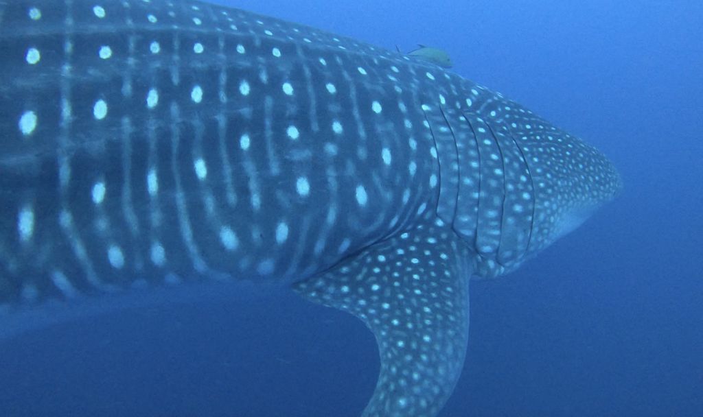 098ad736-09af-49d8-9504-49a8ab703bc9