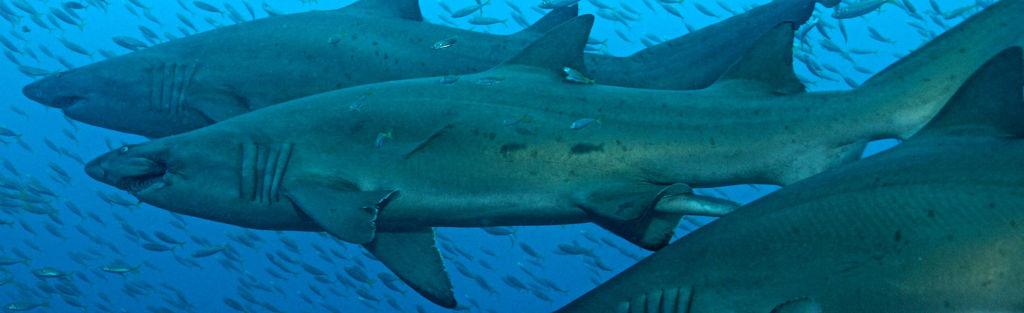 e3525232-1eb5-47c3-88d6-faa81a6cba0a