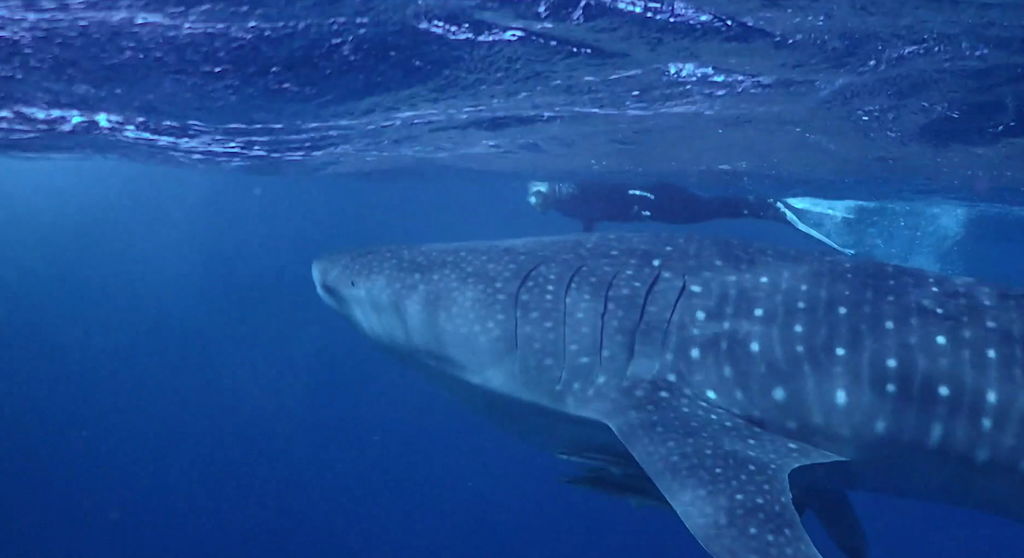 21acdd64-3fee-4af8-93a7-34e9cf5e2bf2