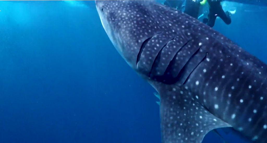 21acdd64-3fee-4af8-93a7-34e9cf5e2bf2