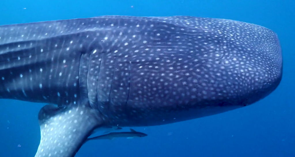 21acdd64-3fee-4af8-93a7-34e9cf5e2bf2