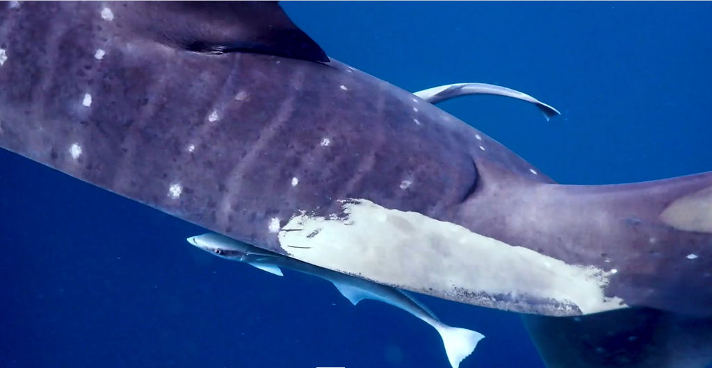 21acdd64-3fee-4af8-93a7-34e9cf5e2bf2