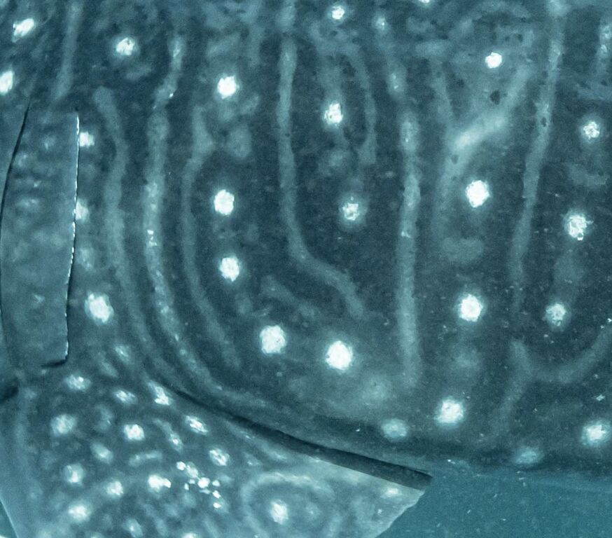 bea3f556-dd35-449a-a9f1-d01bbd134c48