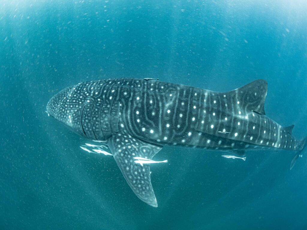 bea3f556-dd35-449a-a9f1-d01bbd134c48