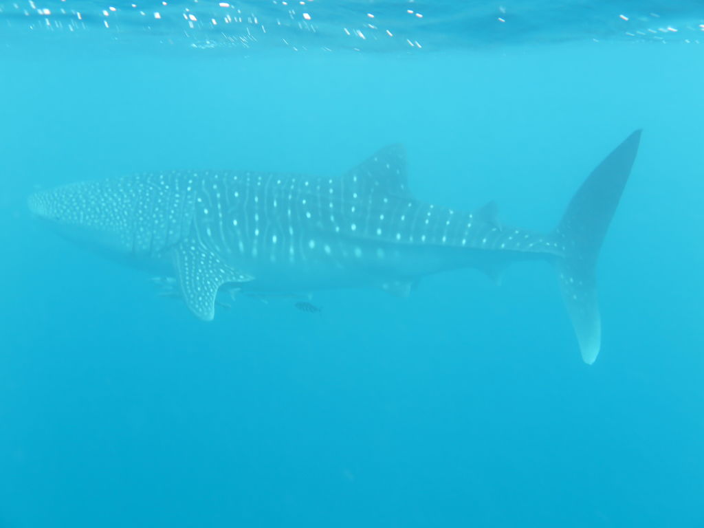 6a08ffdd-d660-4c12-84ea-19e8045a8be8