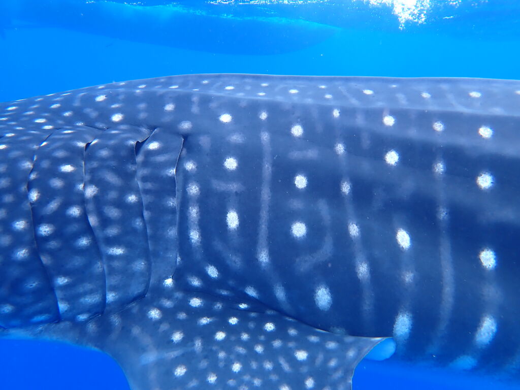 4574a8b7-03e0-4b1e-9d6a-375c56186acf