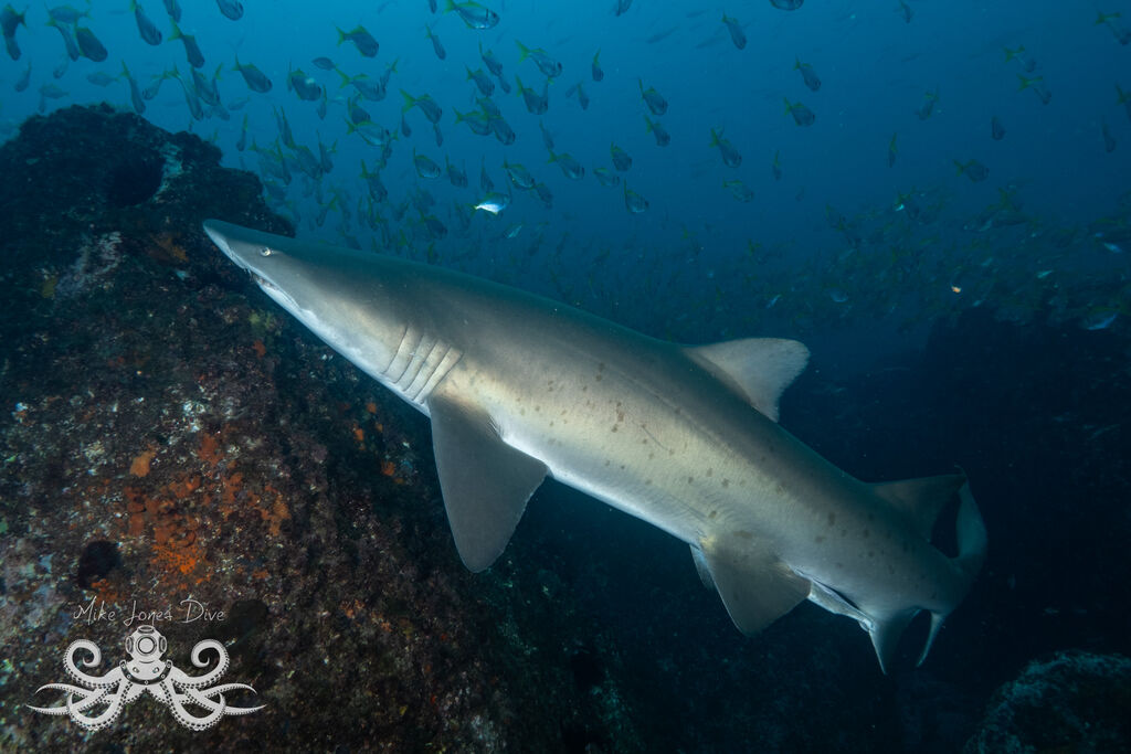 2ac3eabe-e578-4093-b496-bb028bf35594