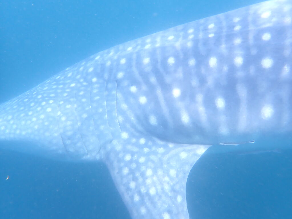 0929df14-d3cc-4a58-82a6-d3586d9da2b9