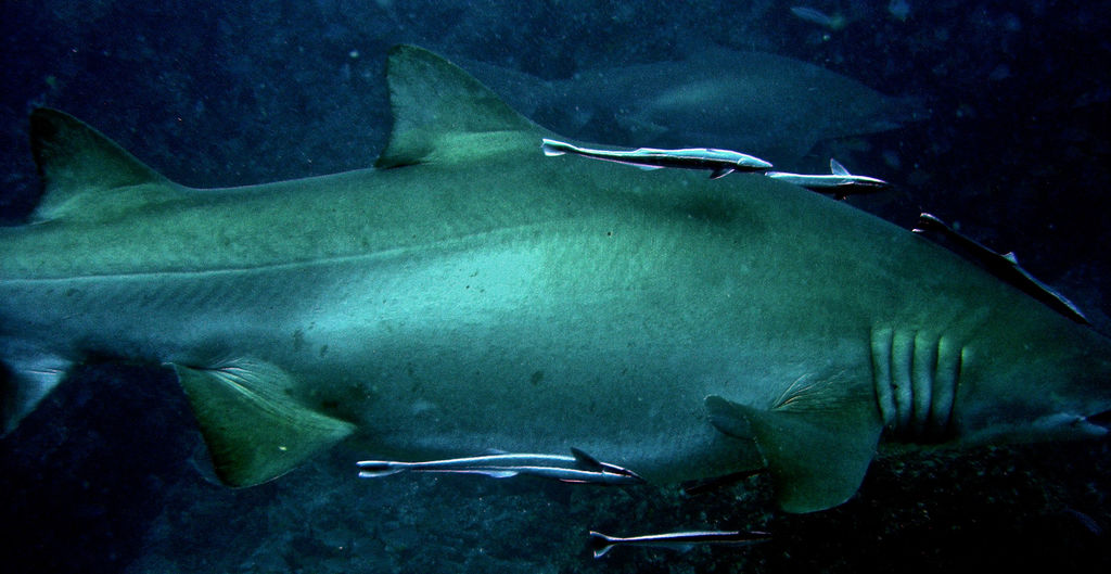 008736b6-4e96-41b4-890b-86547516bc13