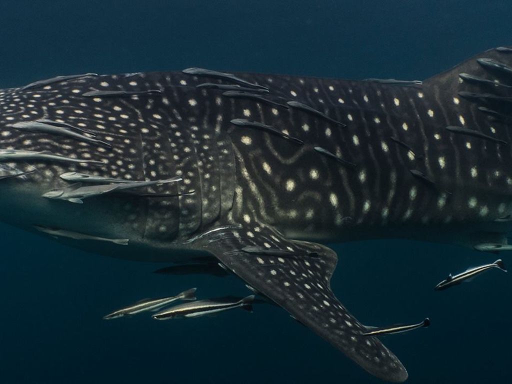 1db49c31-78a7-43da-8df9-d06dbcc9c8ab