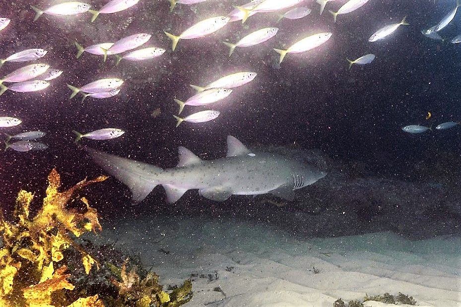 2af34ab4-2337-44e5-a48f-455ff1d0d48c