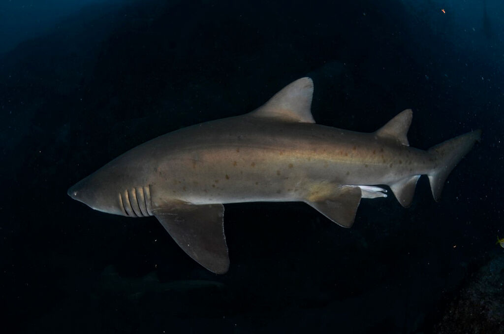 442058a5-2247-4db8-a632-cfd6eaad5371