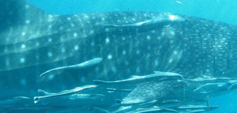 aef438db-818a-4c80-8266-3d06f7ce5595