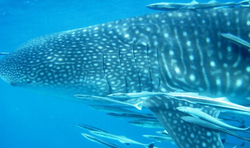 aef438db-818a-4c80-8266-3d06f7ce5595