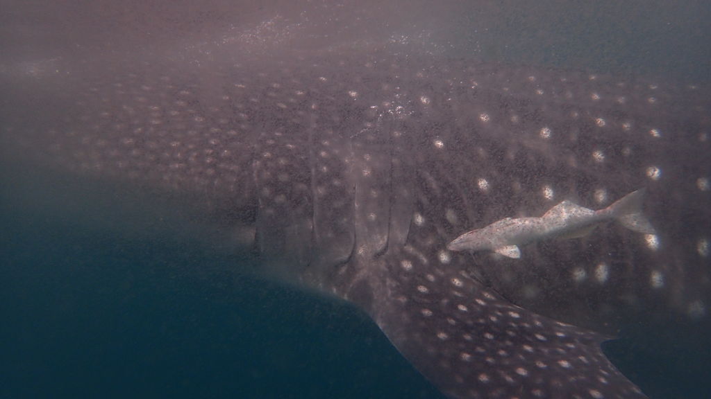 97d2b7b3-9a24-4ee6-9d65-adfd0004daa4