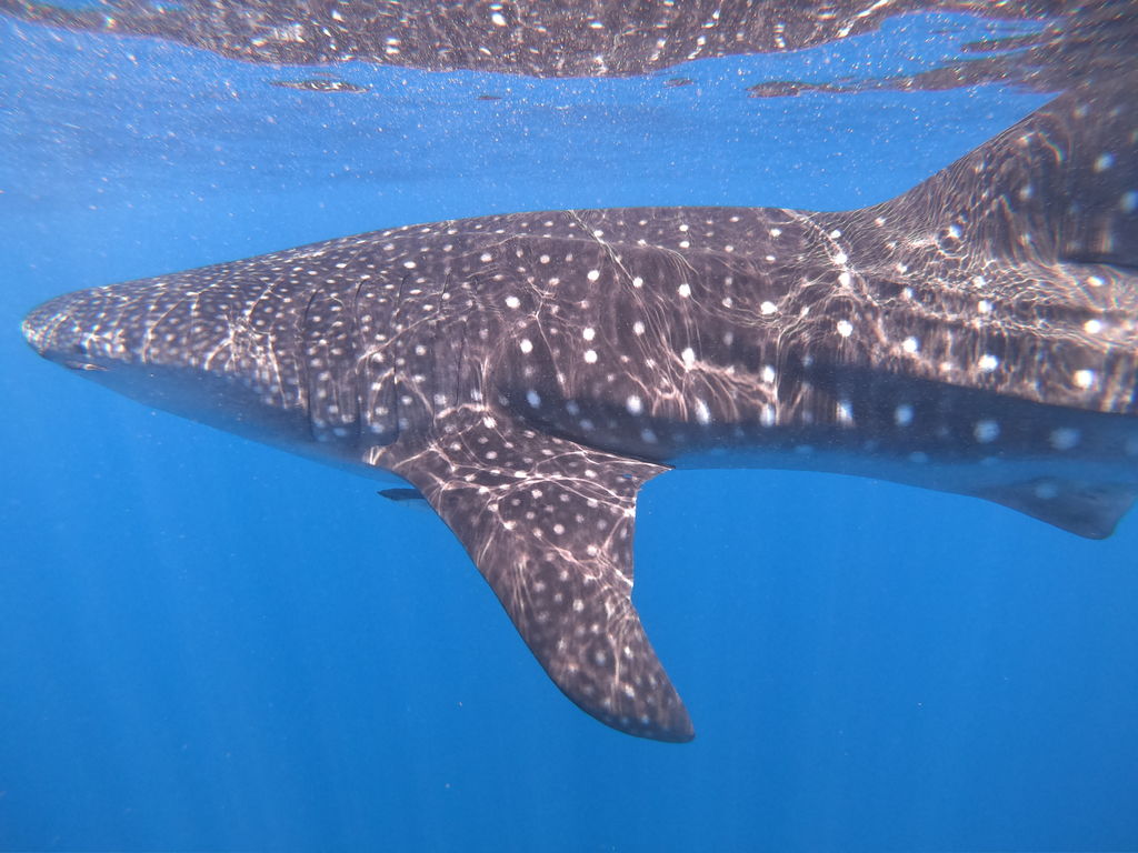 10e43eaa-038e-4ce7-8586-efcea8943002